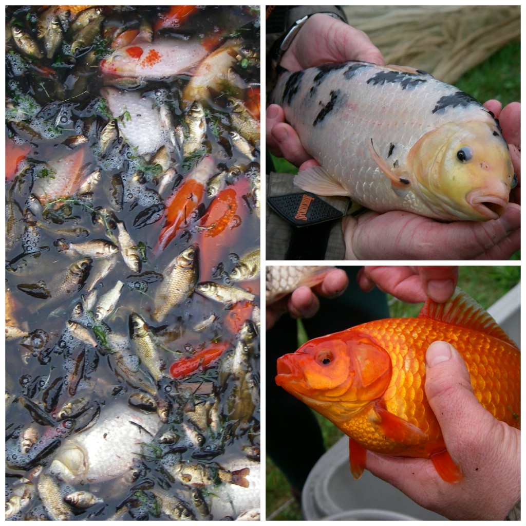 Pêche poissons rouges