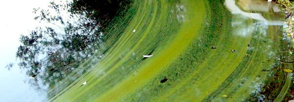 Fleur d'eau de cyanobactéries - Photo: FrancVert, le webzine environnemental. Nature Québec. UQCN